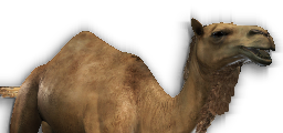 Camel